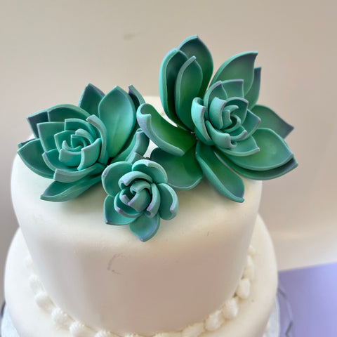 Succulents